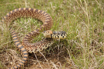 A bull snake takes a defensive position while sampling the air with its tongue.