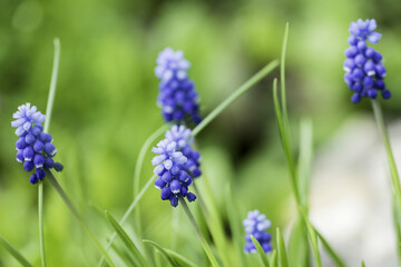 Muscari with blue flowers close-up