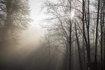 Fototapeta na wymiar Nebel im Wald