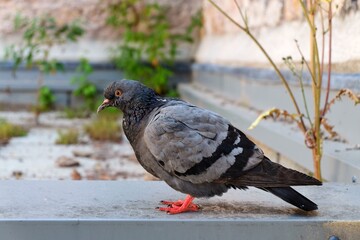 Pigeon des villes.