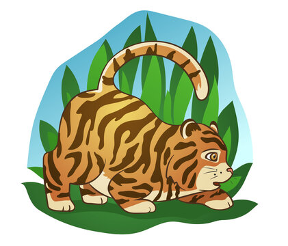 Fat little tiger
