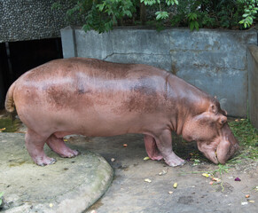 Hippopotamus eating green plants on the floor.
