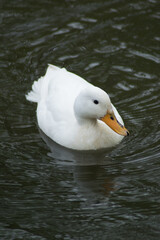 White Duck
