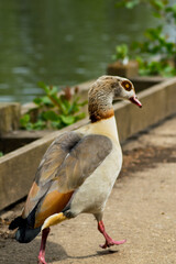 Bent Duck Neck