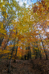 Mount Washington State Forest