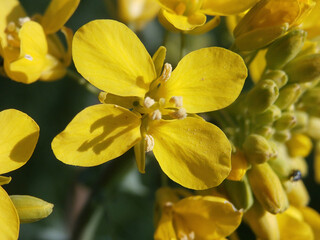 Obraz premium fleur de colza en macro