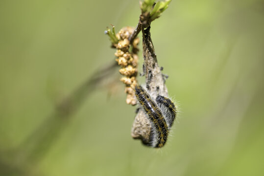 Caterpillars of the Hawthorn on dry leaves