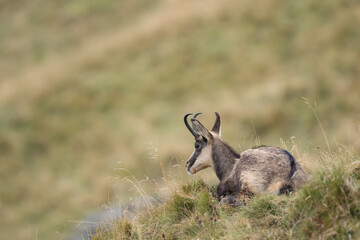 Chamois