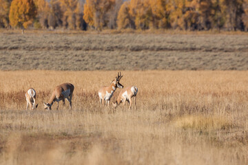 Pronghorns in the Fall Rut