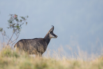 Chamois