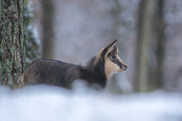 Chamois