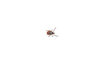 Ticks mites on white background