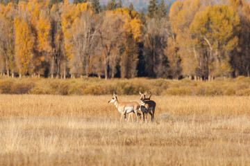 Pronghorns in the Fall Rut