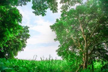 Blurred Background forest trees canopy and sky nature green wood at sunlight .