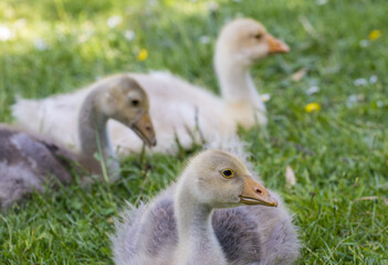 white goose; gosling; Anser anser domesticus,