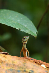 The black-spotted kangaroo lizard or black-patched kangaroo lizard (Otocryptis nigristigma) on the stone, portrait