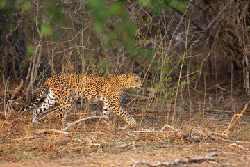 Fototapeta na wymiar The Sri Lankan leopard (Panthera pardus kotiya) young female standing at the edge of the bush