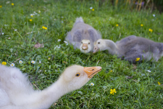 white goose; gosling; Anser anser domesticus,