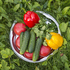 Seasonal vegetables: tomatoes, cucumbers, peppers in the grass