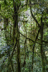 Fototapeta premium Jungle near Catarata de Gocta, one of the highest waterfalls in the world, northern Peru.