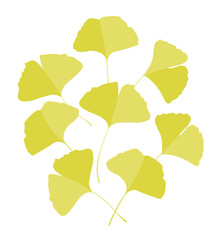 Ginkgo biloba leaves