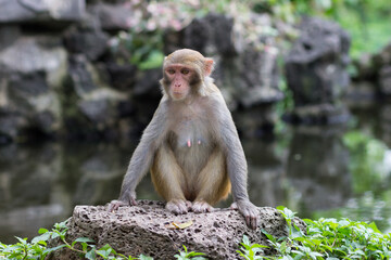 adult female rhesus monkey sits on a large stone