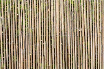 Yellow Reed Fence Pattern