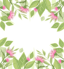 Thistle with green leaves