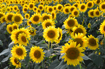 Fototapeta premium sunflower blooming in the field in summer