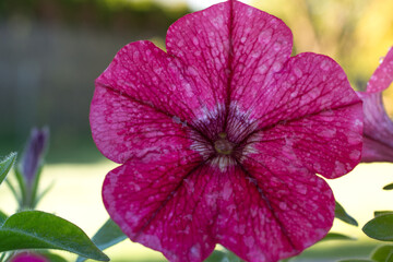 Fototapeta premium Petunia Flower