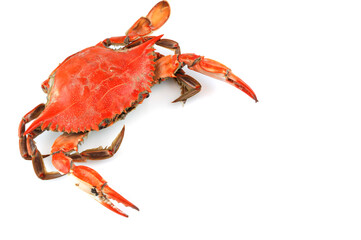 single steamed crab isolated on white background