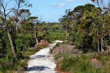 Fototapeta na wymiar Forest Way at Noosa Heads National Park