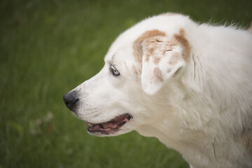 White dog, Labrador Retriever - Australian Shepherd Mix