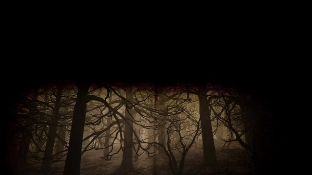 Dead Forest Misty Woods Cinematic Aerial Pullout 3D Animation
