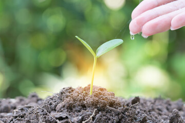 young man's hand watering a young plant