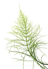Equisetum arvense - Horsetail herb