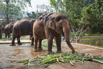 Fototapeta na wymiar Слоны едят сахарный тростник.