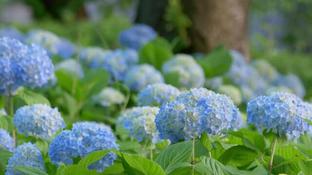 Blue hydrangea dancing in wind
