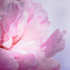 peony_2