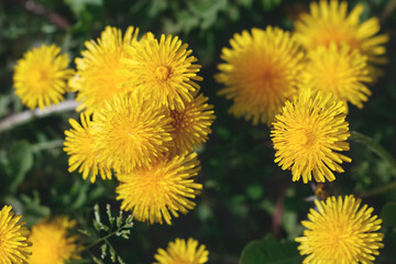 Top view of bloom dandelions.
