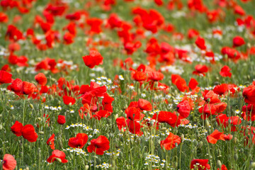  Blumenfeld mit rotem Klatschmohn