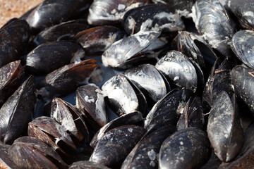 Freshly cooked mussels on sea coast at sun summer day