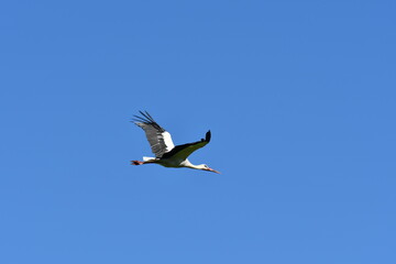 stork flying and walking on the meadow