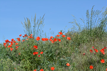Mohnfeld im Frühlingswind