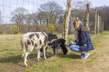 Fototapeta premium young girl feeding sheep at zoo