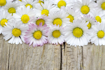 daisies on wooden background
