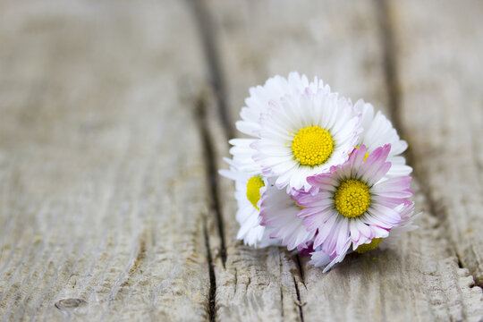 daisies on wooden background