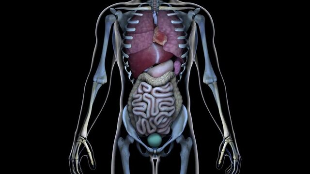 Healthy Internal Organs in a Transparent Human Body Anatomical 3D Animation
