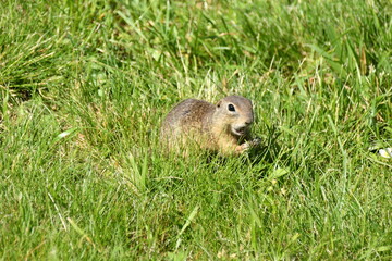 Naklejka na ściany i meble Squirrel lurking in the grass 