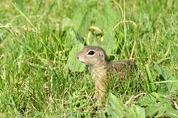 Squirrel lurking in the grass 